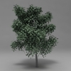 Tree 003