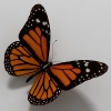 Бабочка Монарх